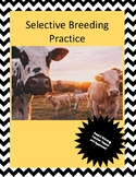 Holy Cow: Selective Breeding Practice!