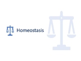 Homeostasis