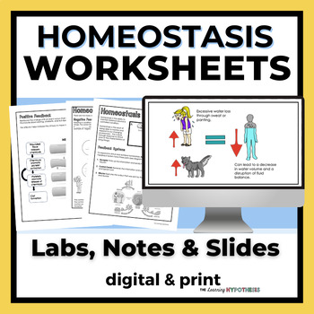 Preview of Homeostasis Worksheets. Homeostasis Lab.  UPDATED FALL 2023