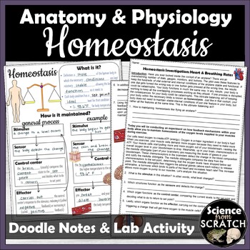 Preview of Homeostasis Doodle Notes and Heart Rate Lab Activity for Anatomy