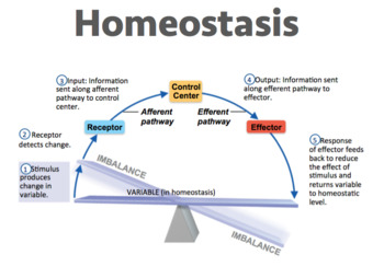 homeostasis science editable tpt epic spot miss teacherspayteachers