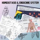 Homeostasis & Endocrine System lessons