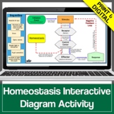 Homeostasis & Internal Feedback Mechanisms Graphic Organizer Game