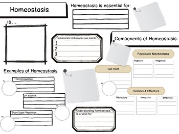 Preview of Homeostasis One-Pager