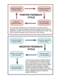 Homeostasis: Positive and Negative Feedback, Examples to C