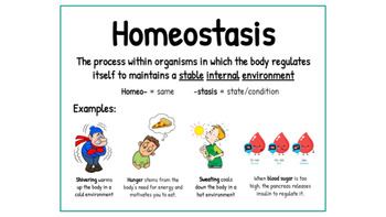 Preview of Homeostasis Poster