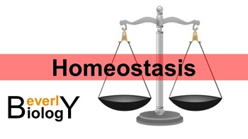 Preview of Homeostasis PowerPoint (& free student handout)