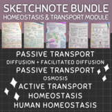 Homeostasis and Transport Sketchnotes | Entire Biology Module!