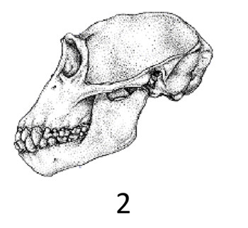 Preview of Hominid Skull Analysis