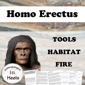 Preview of Human Evolution |  Homo Erectus