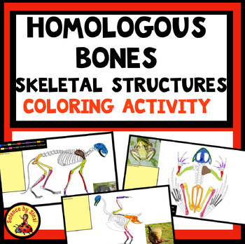Preview of Homologous Bone Structures Coloring Activity Comparative Skeletons Ancestry