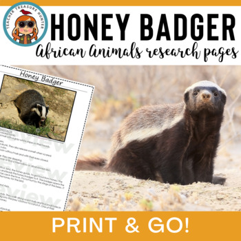 Honey Badger - African Mammals Guide