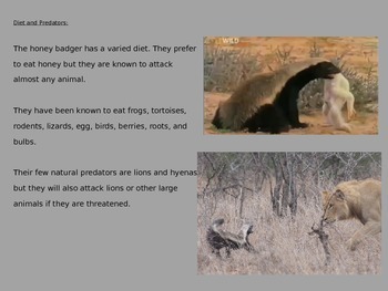 Honey Badger - Power Point Information Pictures Facts History by KLS Reading