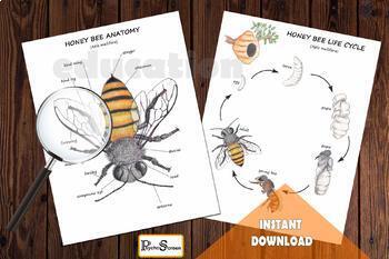 Preview of Honey Bee ANATOMY,  LIFE CYCLE & Spin wheel, Body parts, Watercolor print