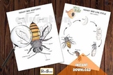Honey Bee ANATOMY,  LIFE CYCLE & Spin wheel, Body parts, W