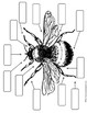 Honey Bee Anatomy Diagram by Mama's Happy Hive | TpT
