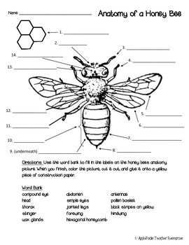 Honey Bee Complete Unit 3rd-5th grades by AppleJacksTR | TpT