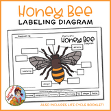 Honey Bee Honeybee Labeling Diagram - Parts of a Bee Works
