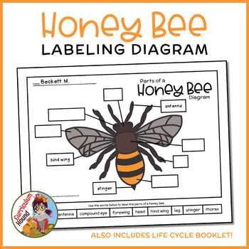 Preview of Honey Bee Honeybee Labeling Diagram - Parts of a Bee Worksheet + Life Cycle Book