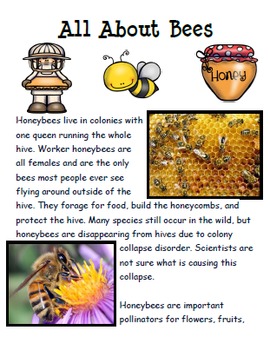 Honey Bee Life Cycle by Curriculum Coach's Cafe | TpT