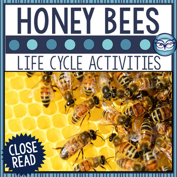 Preview of Honey Bee Life Cycle Close Reading Passage and Activities