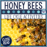 Honey Bee Life Cycle Close Reading Passage and Activities