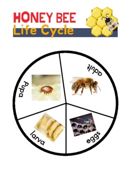 Preview of Honey Bee Life Cycle