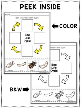 Honey Bee Life Cycle Activities by Nicole and Eliceo | TpT