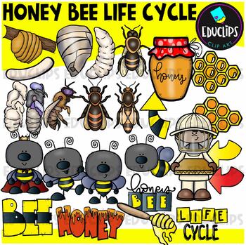 Preview of Honey Bee Life Cycle Clip Art Set {Educlips Clipart}