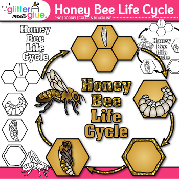 Preview of Honey Bee Life Cycle Clipart Images: Bugs & Insects Clip Art, PNG Commercial Use