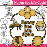 Honey Bee Life Cycle Clipart Images: Bugs & Insects Clip A
