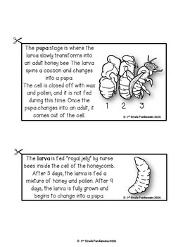 Honey Bee Life Cycle FLIP Book by 1st Grade Pandamania | TpT