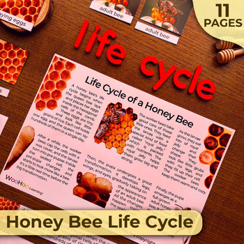 Preview of Honey Bee Life Cycle, Life Cycle of Honey Bees, Bee Life Cycle