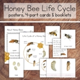 Honey Bee Life Cycle Pack