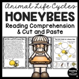 Honey Bee Life Cycle Reading Comprehension Worksheet & Cut