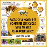 Honey Bee Life Cycle Posters Blackline Student Worksheet 3
