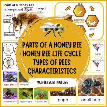 Preview of Parts of a Honey Bee Life Cycle Types of Bees Facts Characteristics Montessori