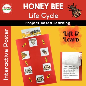 Preview of Honey Bee  Life Cycle Project