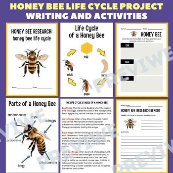 Preview of Honey Bee Life Cycle Research Project Report - Information Report Activities