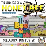 Honey Bee Lifecycle Activity: Collaborative Research Poster