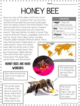 Preview of Honey Bee Reading Passage |FREEBIE|