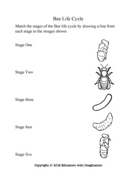 LIFE CYCLE Honey Bee Story and Activities by Education with Imagination