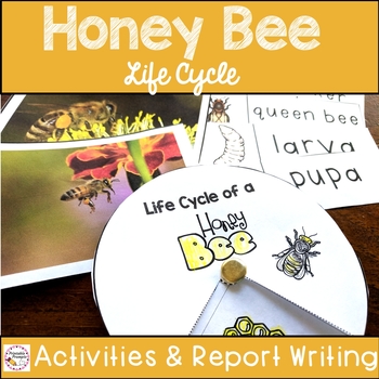 Preview of Honey Bees Life Cycle and Report