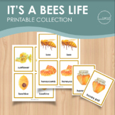 Honey bee printable activity, Preschool and kindergarten s