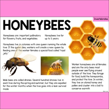 https://ecdn.teacherspayteachers.com/thumbitem/Honeybee-Information-Text-Animal-Facts-about-Honeybees-Invertebrates-8024974-1703986289/original-8024974-3.jpg