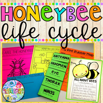 Preview of Honey Bee Life Cycle Activities Life Cycle of a Honeybee Honeybee Life Cycle