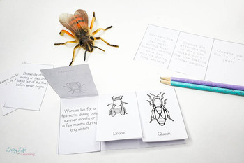 Honey Bee Life Cycle Worksheets by Living Life and Learning | TPT