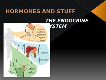 Preview of Hormones and Stuff -- The Endocrine System PowerPoint