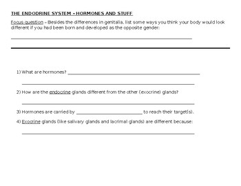 Preview of Hormones and Stuff -- The Endocrine System worksheets