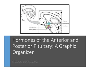 Preview of Hormones of the Anterior and Posterior Pituitary Gland: Graphic Organizer